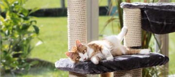 Entspannte orange-weiße Katze liegt auf einem grauen Plüschpodest eines mehrstufigen Kratzbaums aus Sisal vor einem grünen Gartenfenster.