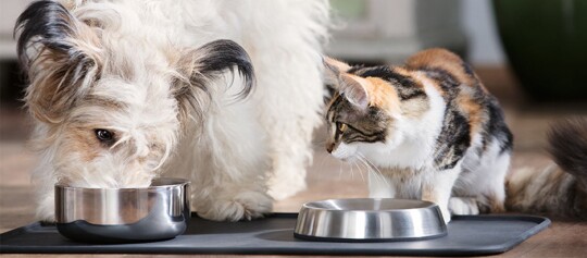 Weißer flauschiger Hund mit schwarzen Ohren isst aus einem Edelstahlnapf, während eine dreifarbige Katze neugierig neben einem leeren Napf sitzt.