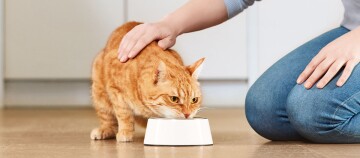 Rote Hauskatze trinkt aus weißem Napf, während eine Person sie liebevoll streichelt