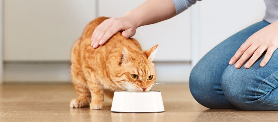Eine Katze frisst aus einem weißen Npf neben einer knienden Person Rote Hauskatze trinkt aus weißem Napf, während eine Person sie liebevoll streichelt