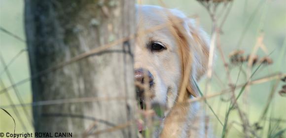 -5f3a91d12cf99--5f3a91d12cf9aGolden Retriever5.jpg Goldener Retriever Hund schaut neugierig hinter Baumstamm und trockenen Zweigen im Wald hervor