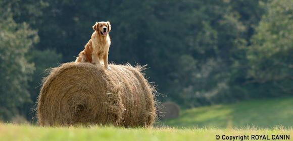 -5f3a91d321584--5f3a91d321585Golden Retriever4.jpg Golden Retriever sitzt auf einem großen runden Heuballen auf einer grünen Wiese im ländlichen Gebiet