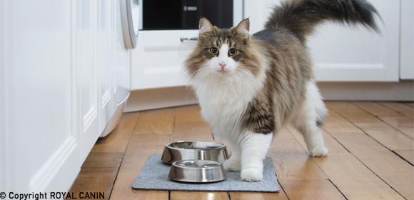 -5f3a91d4bd9de--5f3a91d4bd9e0Norw.WK.jpg Flauschige Langhaarkatze steht neben zwei Futternäpfen auf einer Holzfußbodenmatte in einer modernen weißen Küche