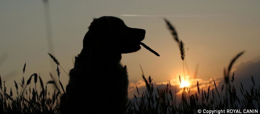 -5f3a93660b025--5f3a93660b027Golden Retriever_Titelbild_im_Verhältnis.jpg Ein Hund sitzt auf einem Feld, im Hintergrund der Sonnenuntergang.