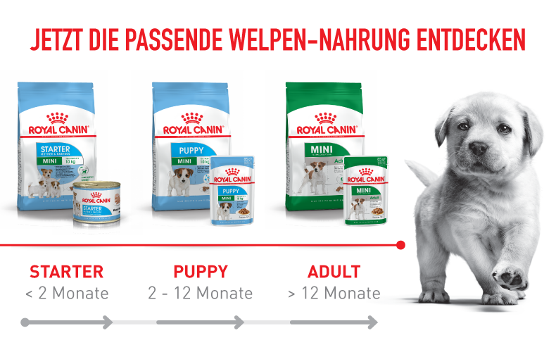 Royal Canin Welpenfutter für verschiedene Altersstufen – Starter für unter 2 Monate, Puppy für 2 bis 12 Monate und Adult für über 12 Monate, mit Bild eines niedlichen Welpen.