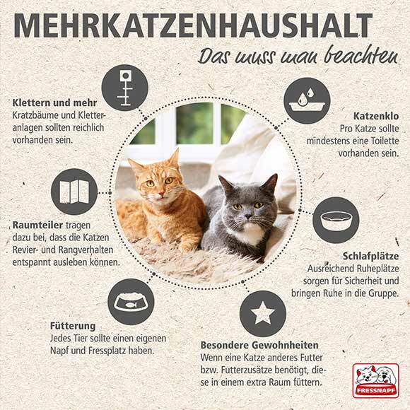 Infografik zum Thema Katzen zusammenführen Infografik zum Mehrkatzenhaushalt mit Tipps zu Klettern, Fütterung, Katzenklo, Schlafplätzen und besonderen Gewohnheiten für ein harmonisches Zusammenleben von mehreren Katzen.
