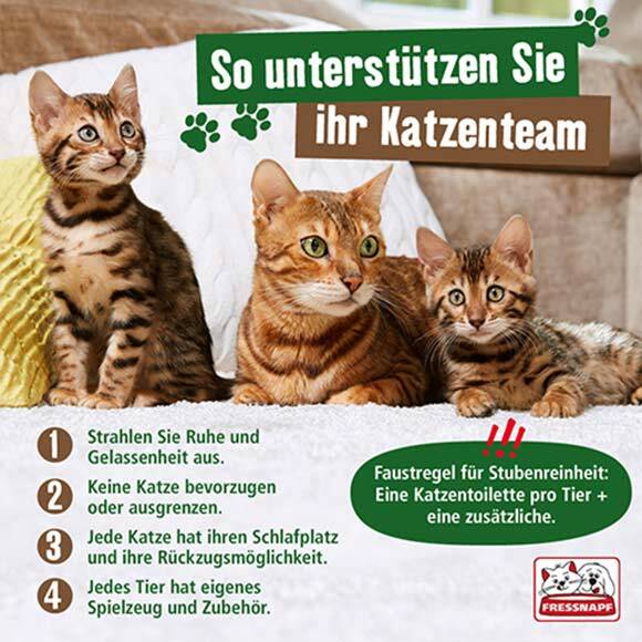 Infografik zum Thema Katzen zusammenführen Drei Bengal-Katzen sitzen zusammen mit Tipps zur Unterstützung ihres Katzenteams und Regeln für die Katzenhaltung.