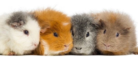 Vier niedliche Meerschweinchen in verschiedenen Farben nebeneinander vor weißem Hintergrund