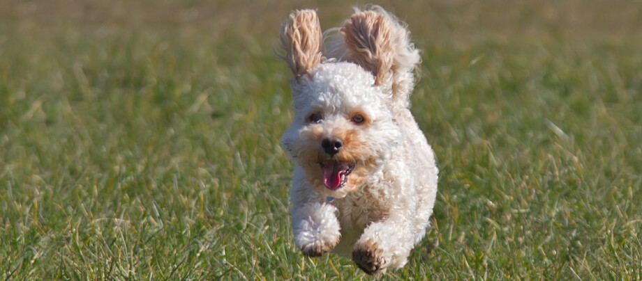 Ein Cavapoo rennt über eine Wiese Kleiner, flauschiger Hund mit lockigem weiß-braunem Fell läuft fröhlich über eine grüne Wiese