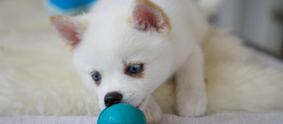 Ein Pomsky-Welpe spielt mit einem Ball Weißer Welpe mit blauen Augen spielt mit blauem Ball auf weichem Teppich