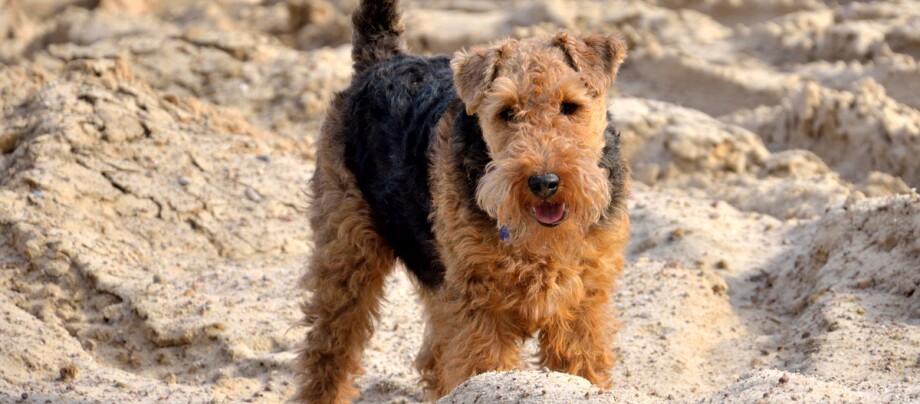 Fröhlicher Airedale Terrier Hund mit lockigem Fell steht im Sand