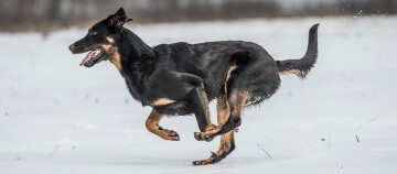 Schwarzer Hund läuft durch den Schnee