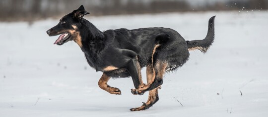 Schwarzer und brauner Hund rennt schnell durch verschneite Landschaft, voller Energie und Freude.