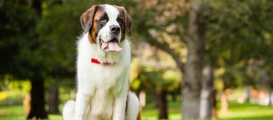 Großer Bernhardiner Hund mit rotem Halsband sitzt entspannt im grünen Park an einem sonnigen Tag