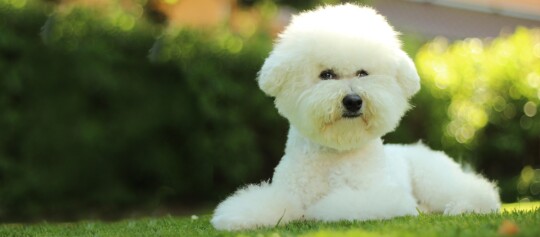 Weißer Bichon Frise Hund liegt entspannt auf grünem Gras im Garten bei Sonnenschein