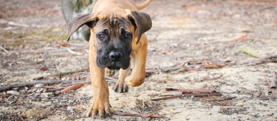 Junger brauner Welpe mit schwarzer Schnauze läuft auf einem naturbelassenen Waldweg mit trockenen Blättern und Zweigen
