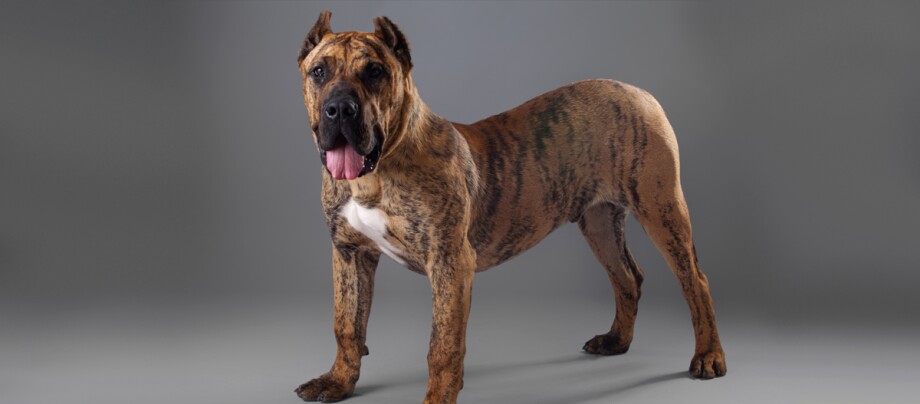 ratgeber_hund_rasse_portraits_dogo-canario_1200x527. Ein Portrait eines Dogo Canario.