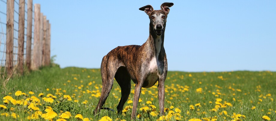 ratgeber_hund_rasse_portraits_greyhound_1_1200x527. Ein Greyhound steht in mitten einer Blumenwiese.
