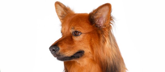 Nahaufnahme eines roten Hundes mit dichtem Fell und aufmerksamen braunen Augen vor weißem Hintergrund