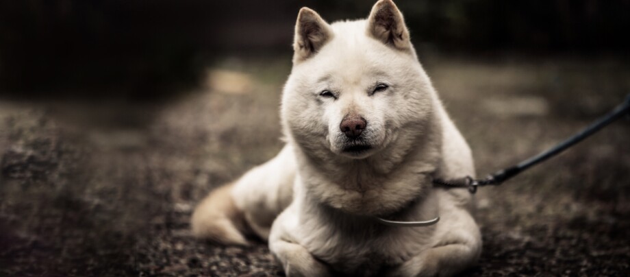 Ein Hokkaido an der Leine Weißer Akita-Hund liegt draußen auf dem Boden, trägt Halsband und Leine, ruhiger Blick