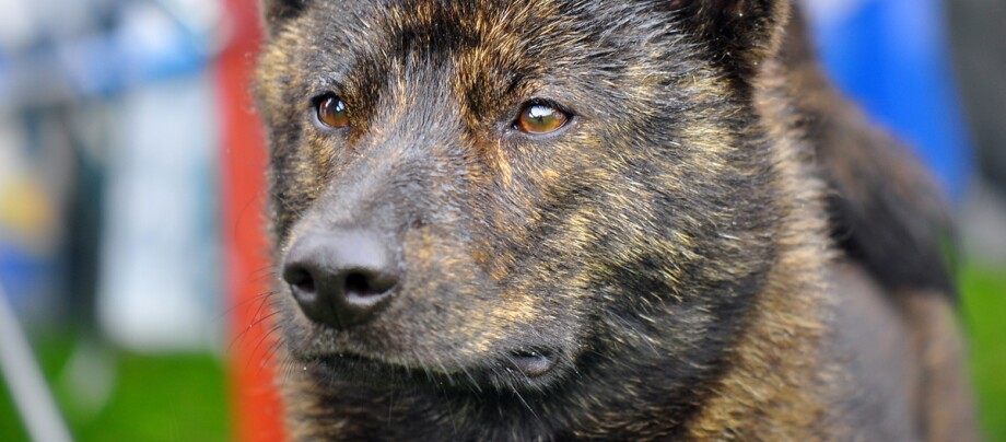Eine Nahaufnahme eines Kai-Hundes Nahaufnahme eines Hundes mit gestrommtem Fell und ausdrucksvollen braunen Augen