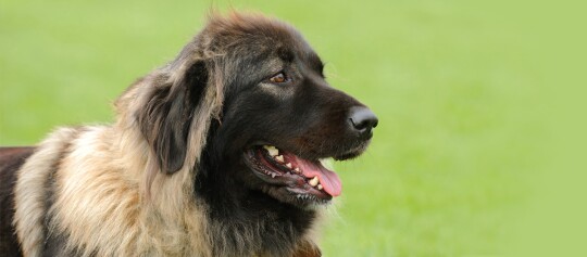 Großer Hund mit dichtem Fell und schwarzem Gesicht im Profil vor grünem Hintergrund