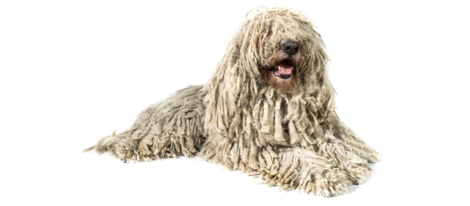 Komondor-Hund mit charakteristischem langem, zotteligem Fell, liegend auf weißem Hintergrund
