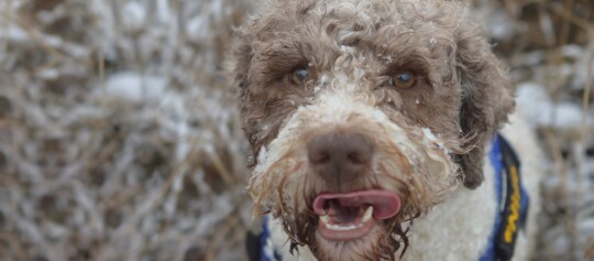 Nahaufnahme eines braun-weißen, lockigen Hundes mit Schneeflocken im Fell, der seine Nase draußen im Schnee ableckt