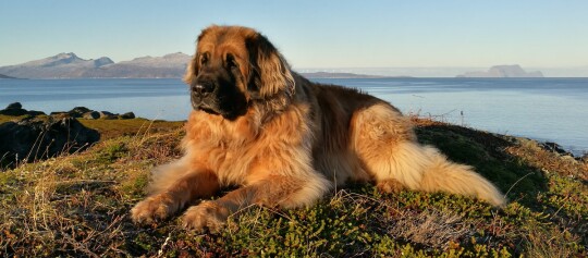 Großer, flauschiger Leonberger Hund liegt entspannt auf einer grasbewachsenen Küstenlandschaft mit Meer und Bergen im Hintergrund bei Sonnenuntergang.