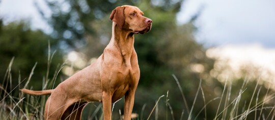 Vizsla-Hund steht aufmerksam in einem natürlichen Feld mit grünem Hintergrund