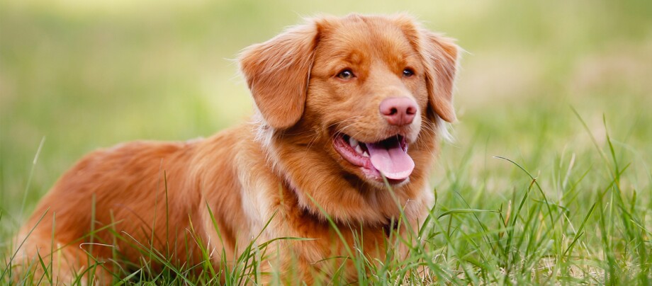 Ein Nova Scotia Duck Tolling Retriever liegt im Gras Glücklicher rotbrauner Hund mit rosa Nase liegt entspannt im grünen Gras im Freien
