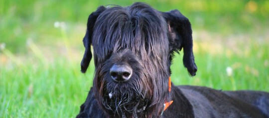 Nahaufnahme eines schwarzen Riesenschnauzers mit langem Fell, das die Augen bedeckt, liegend auf grünem Gras mit orangefarbenem Halsband