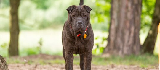 Nahaufnahme eines dunkelbraunen Shar-Pei-Hundes mit rotem Halsband und gelbem Anhänger, der auf einem Waldweg steht.