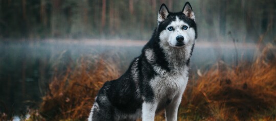 Sibirischer Husky mit blau leuchtenden Augen steht im nebligen Herbstwald