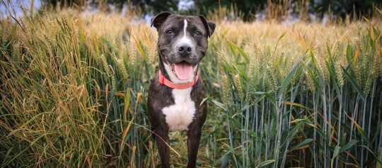 Glücklicher Hund mit rotem Halsband steht in einem grünen Weizenfeld