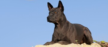 Ein Thai Ridgeback