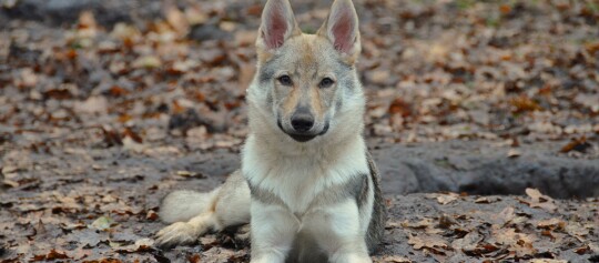 Junges Wolf-Hund-Hybrid liegt auf mit Herbstlaub bedecktem Waldboden, aufmerksam und direkt in die Kamera blickend