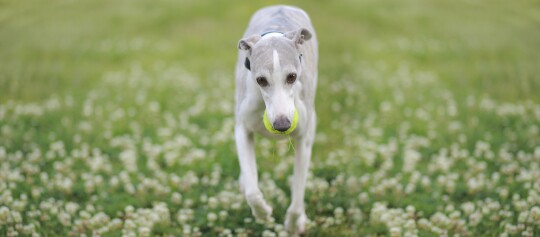 Schlanker Whippet mit Tennisball im Maul läuft auf einer blühenden Wiese voller weißer Blumen