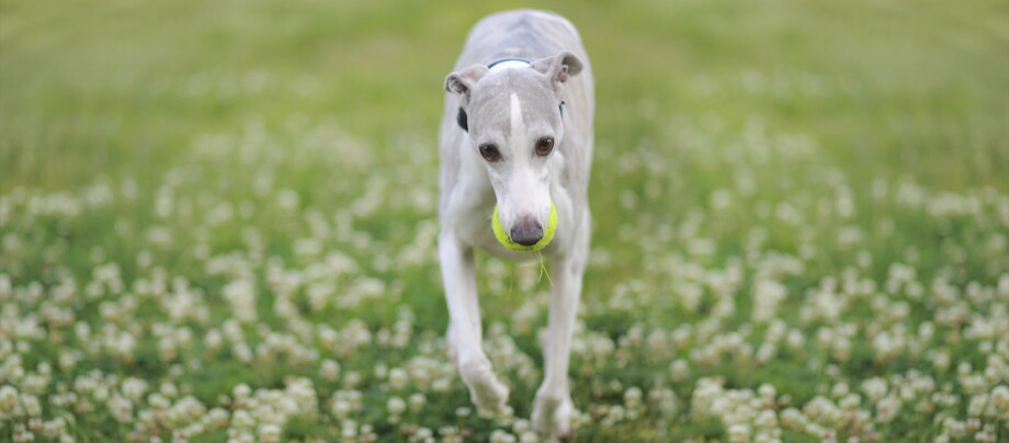 Ein Whippet Hund trägt einen Ball im Maul Schlanker Whippet mit Tennisball im Maul läuft auf einer blühenden Wiese voller weißer Blumen