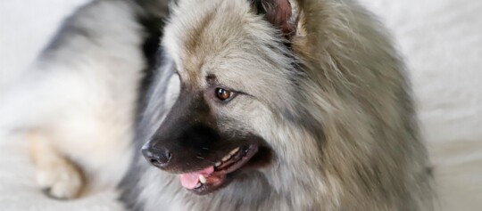 Fluffiger Hund mit dichtem hellgrauem Fell und dunkler Gesichtsmaske liegt entspannt auf hellem Untergrund