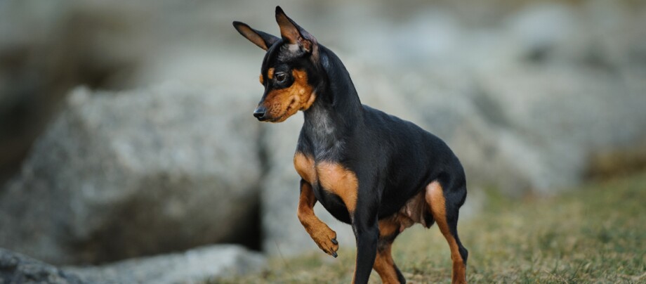 ratgeber_hund_rasse_portraits_zwergpinscher_1_1200x527. Kleiner Miniaturpinscher mit schwarzem und braunem Fell steht auf Gras vor Felsen