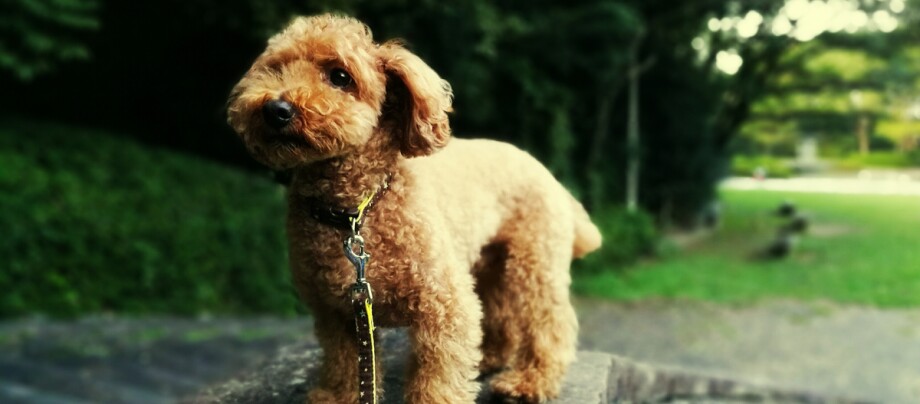 ratgeber_hund_rasse_portraits_zwergpudel_2_1200x527. Kleiner lockiger Pudel mit braunem Fell und Leine steht draußen auf einem Stein im Park