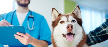 Vet Diäten für Hund und Katze