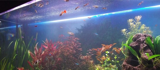 Buntes Aquarium mit verschiedenen Wasserpflanzen und kleinen farbenfrohen Fischen, beleuchtet von einer hellen LED-Leiste.