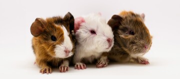 Meerschweinchen Nachwuchs