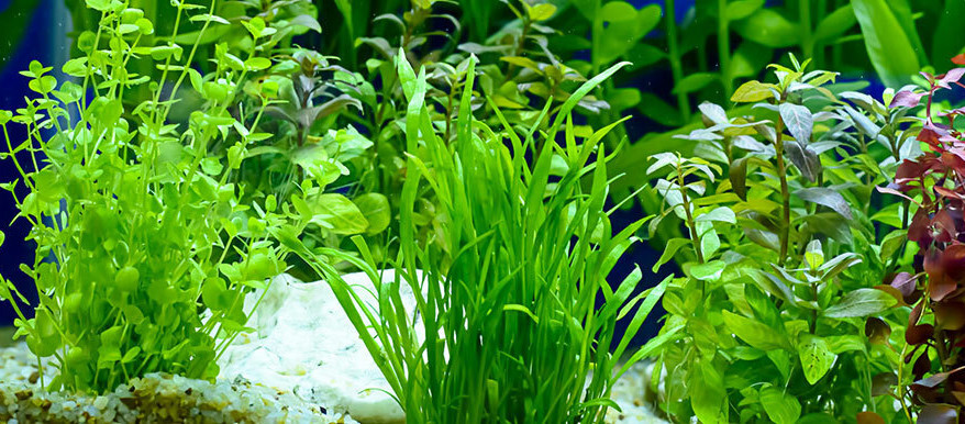 Aqua_Pflanzen Gesunde grüne Wasserpflanzen in einem Aquarium mit Kiesboden und blauem Hintergrund