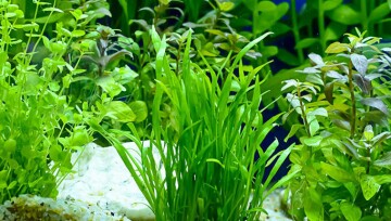 Aqua_Pflanzen Gesunde grüne Wasserpflanzen in einem Aquarium mit Kiesboden und blauem Hintergrund