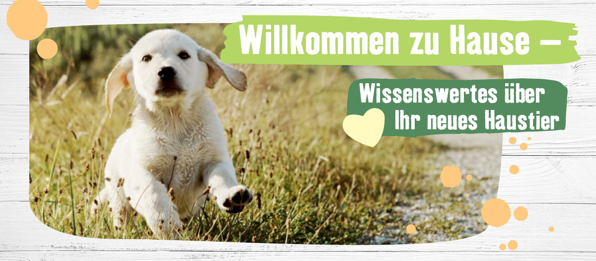 Teaser neues Haustier_Landingpage