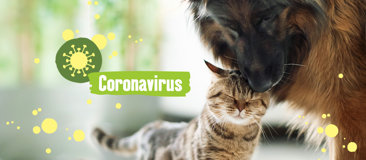 teaser_corona_1200x527 (1) Corona Virus bei Hund und Katze