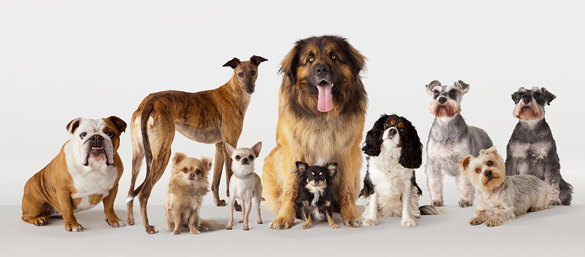 Hunderassen Verschiedene Hunderassen in einer Reihe vor weißem Hintergrund, darunter Bulldogge, Windhund, Chihuahua, Leonberger, Cavalier King Charles Spaniel, Schnauzer und Yorkshire Terrier.